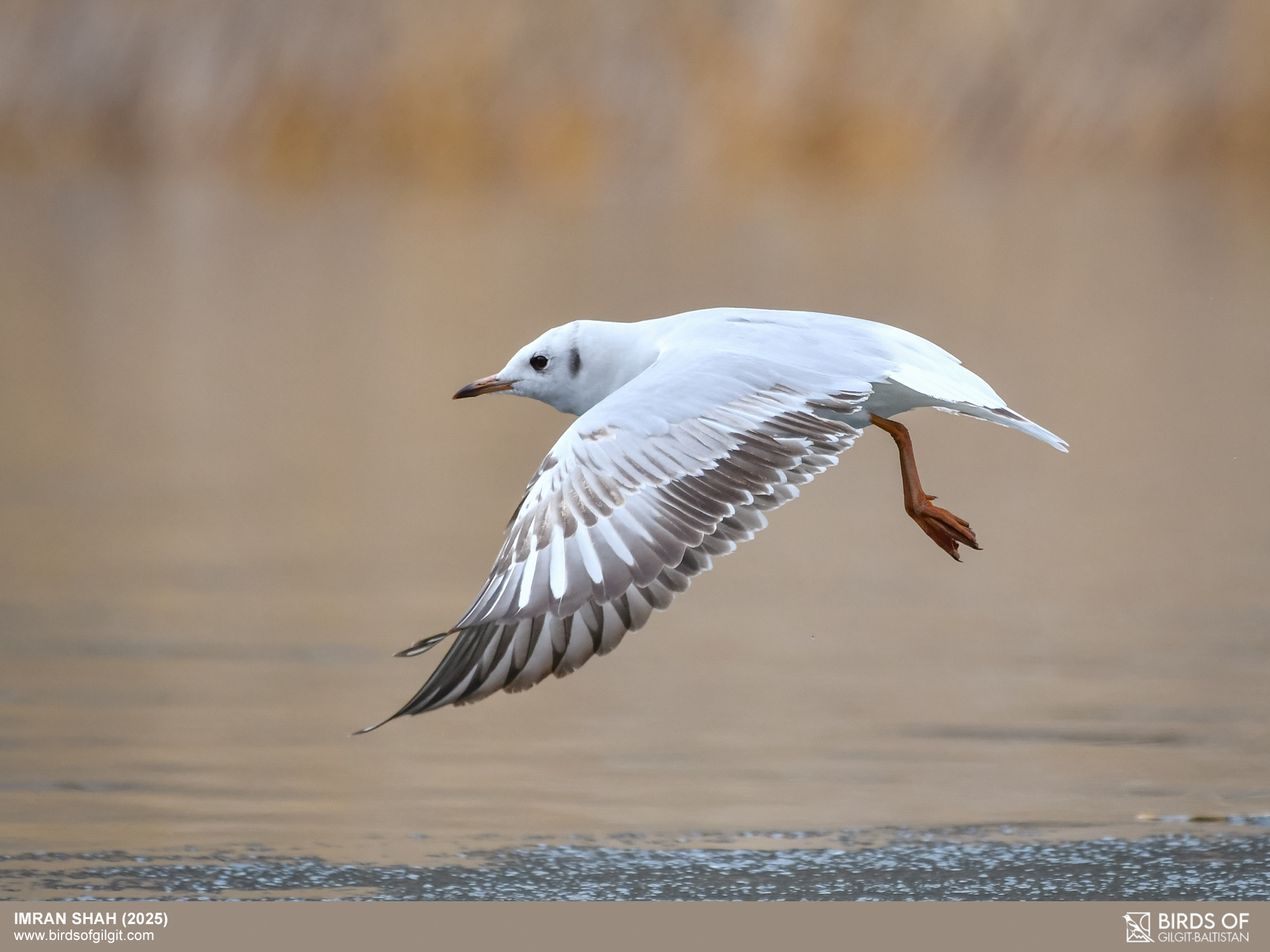 Birds - Black-headed Gull (Chroicocephalus ridibundus) captured at ...