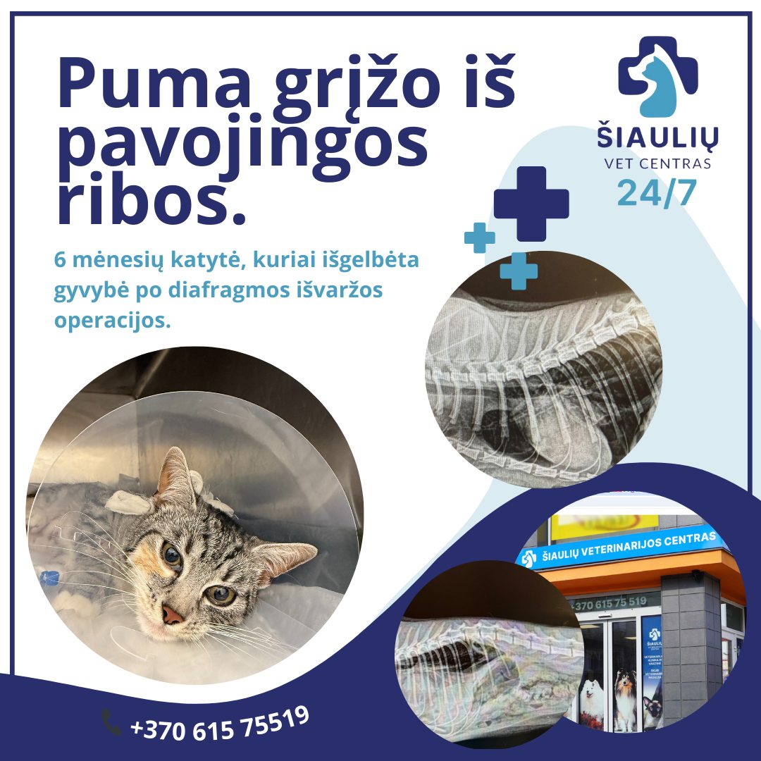 Šiaulių veterinarijos centras - 🐾 Penktadienį užbaigiame stipriai – ir ...