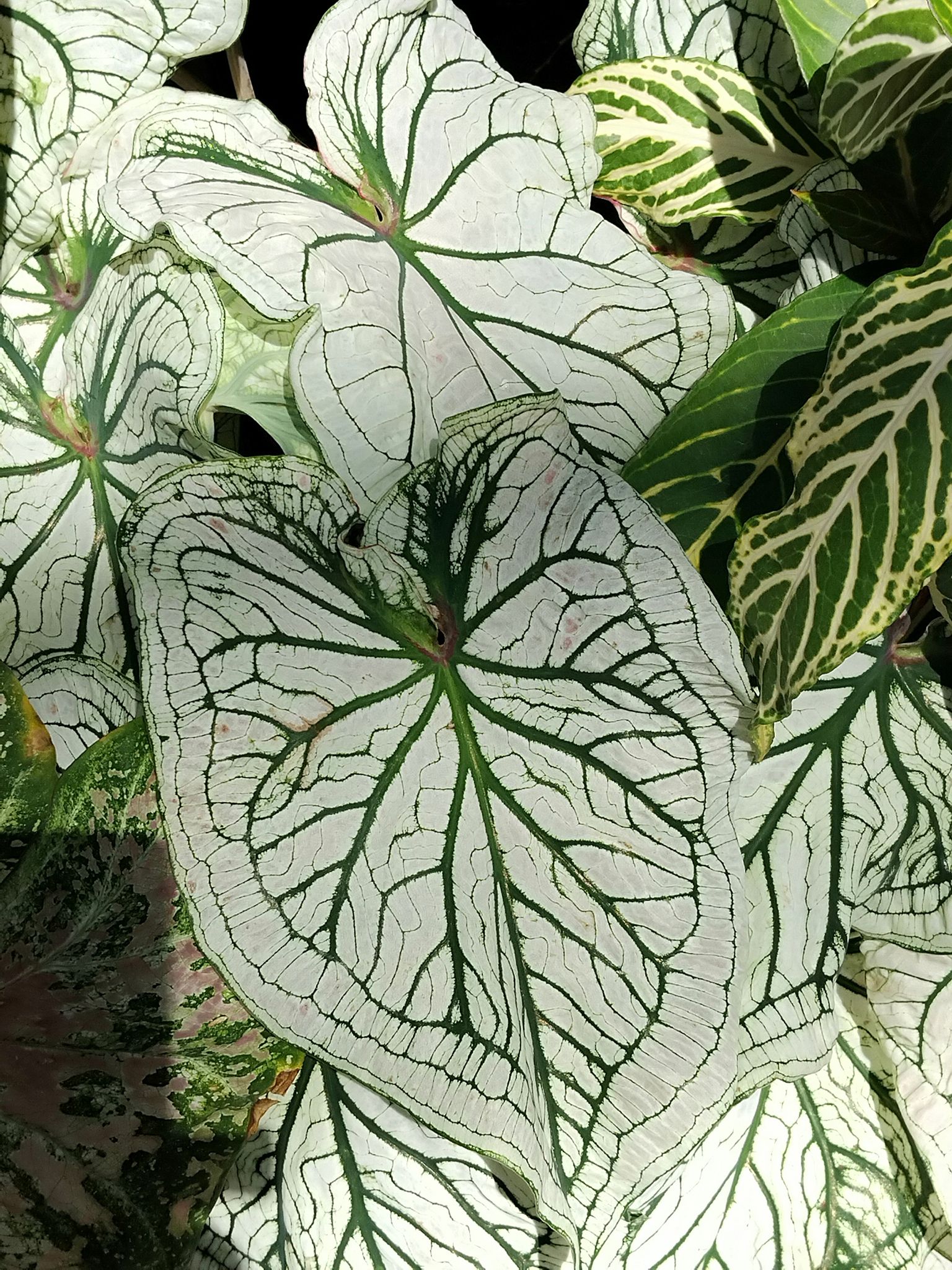 白色聖誕彩葉芋以其色彩繽紛的葉片而聞名