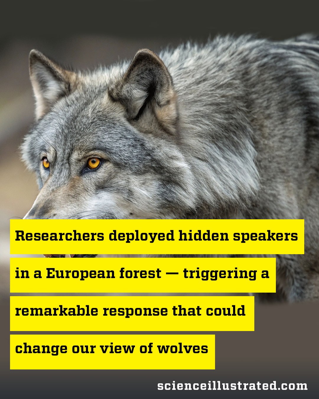 Science - Wolves are on the rise in Europe, prompting researchers to ...