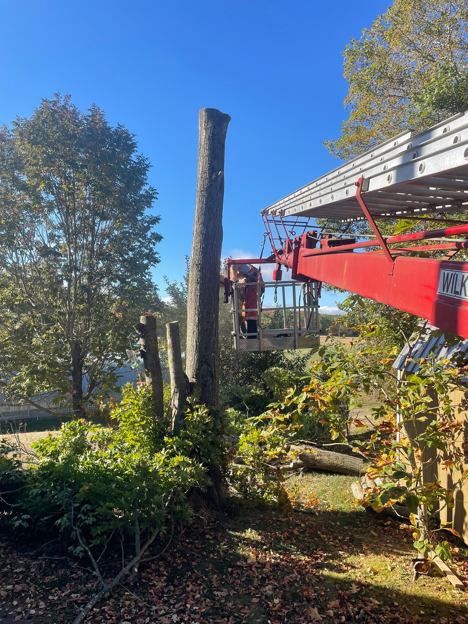 Red Oaks Tree Removal added a new... - Red Oaks Tree Removal