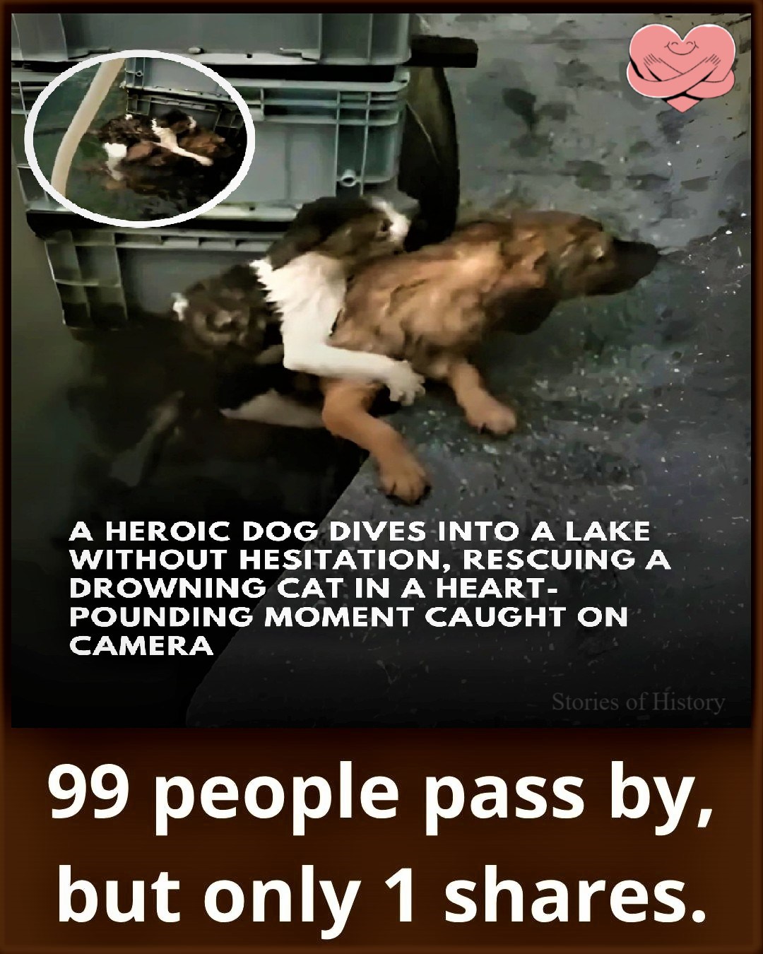 Stories In A Nail Biting Moment A Courageous Dog Springs Photo Inspiration