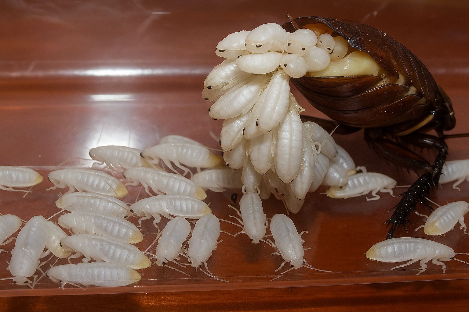 Planet - It’s one of the most feared insects on Earth… And yet, it ...