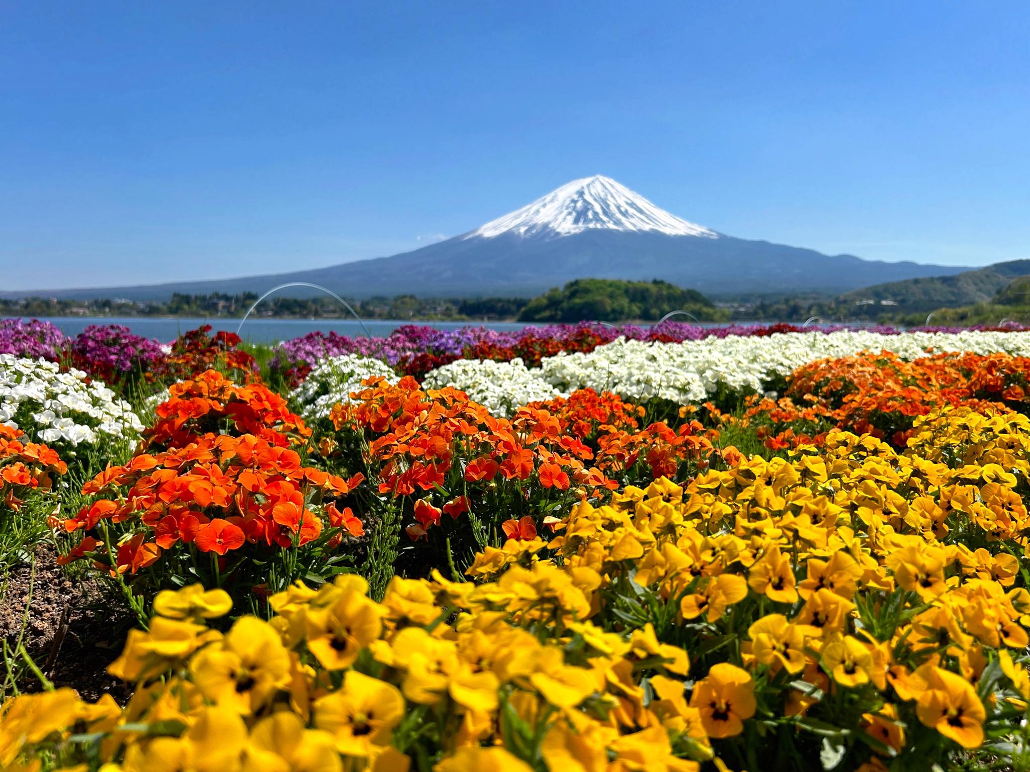 ネイト・ジョルジオ、【Mt.FUJI IN SPRING TIME】 Springtime views of Mount Fuji in Japan