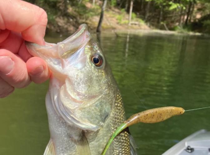 best pole for zoom fluke fishing Super on a Carolina rig How To Rig A Zoom