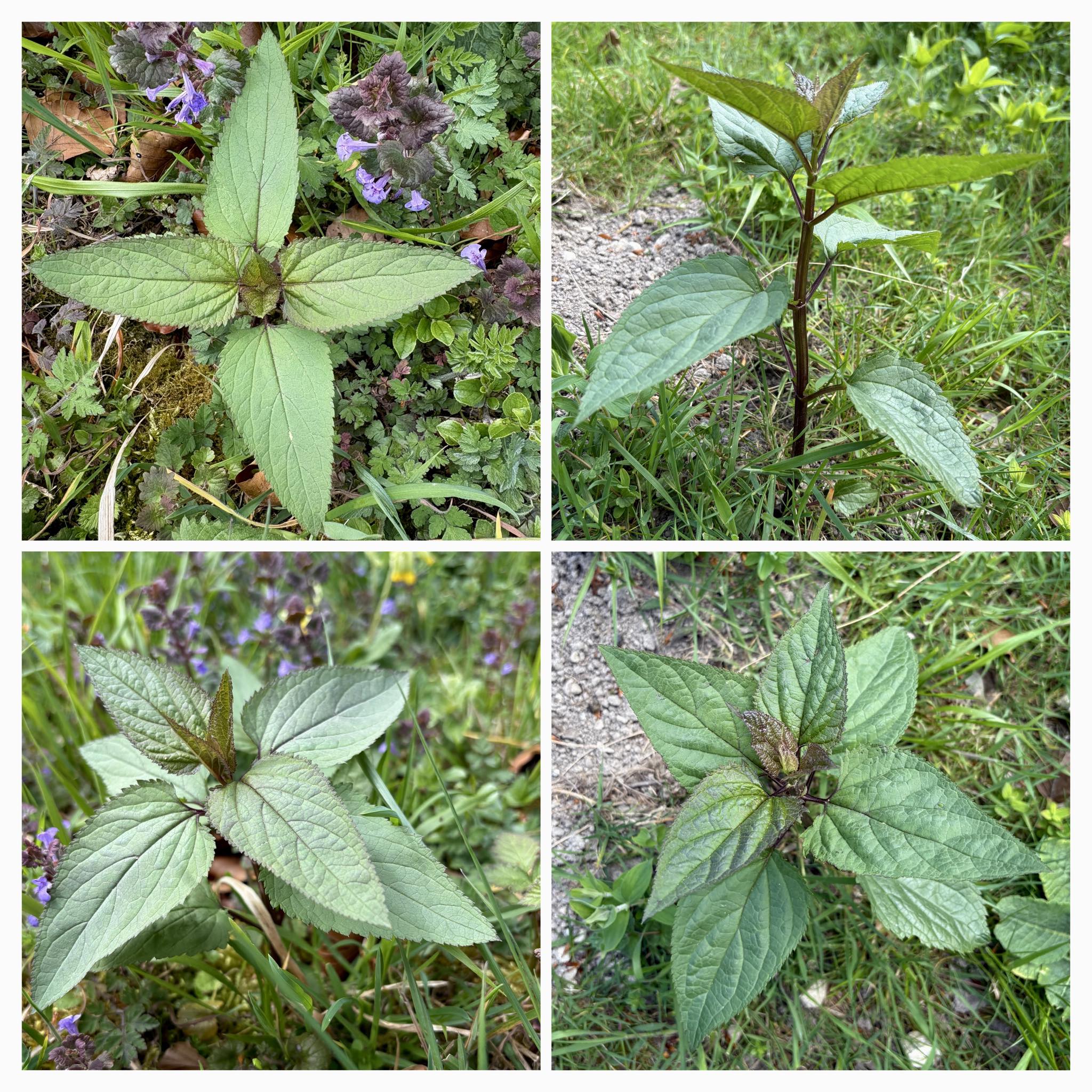Scrophularia nodosa : common figwort love the foliage of this