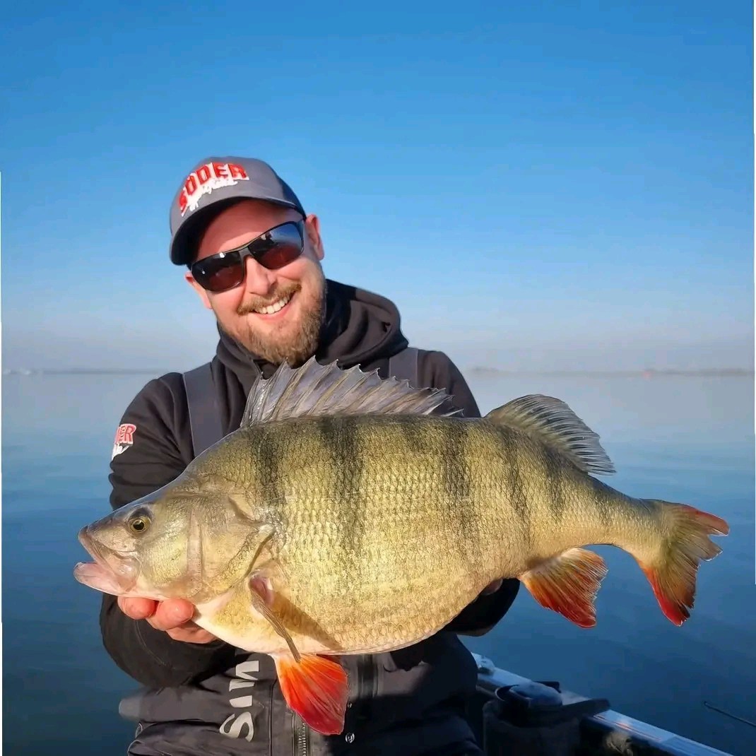 Akash - Large perch fish 3110gr/52.5 cm 😍 Great catch mate . . . . # ...
