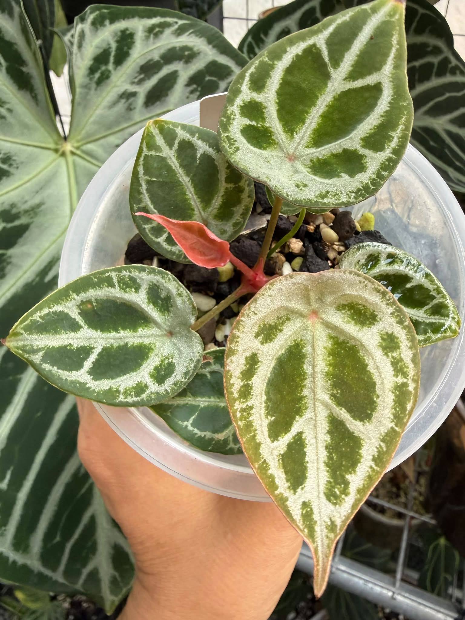 Anthurium et diamond shield plant with red emergent