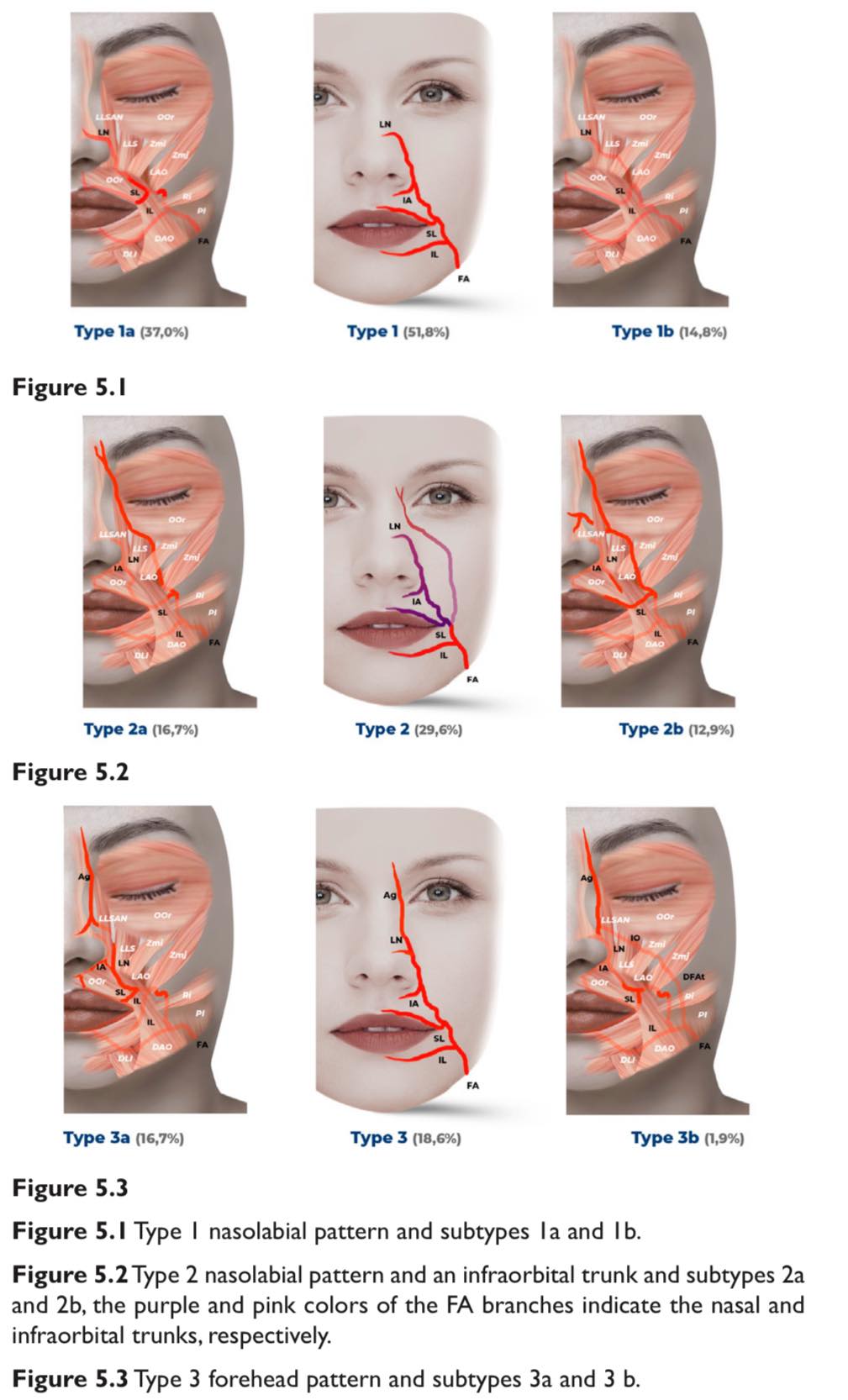 Clinical Anatomy