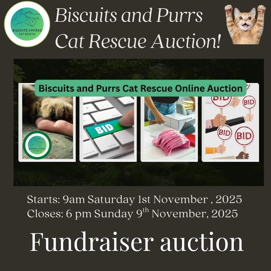👏🏁 We’re so excited to... - Biscuits & Purrs Cat Rescue | Facebook