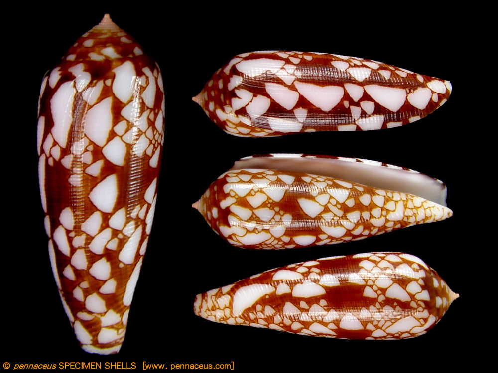 Darioconus auricomus, mm.47+ by divers at about 20 mt.depth from
