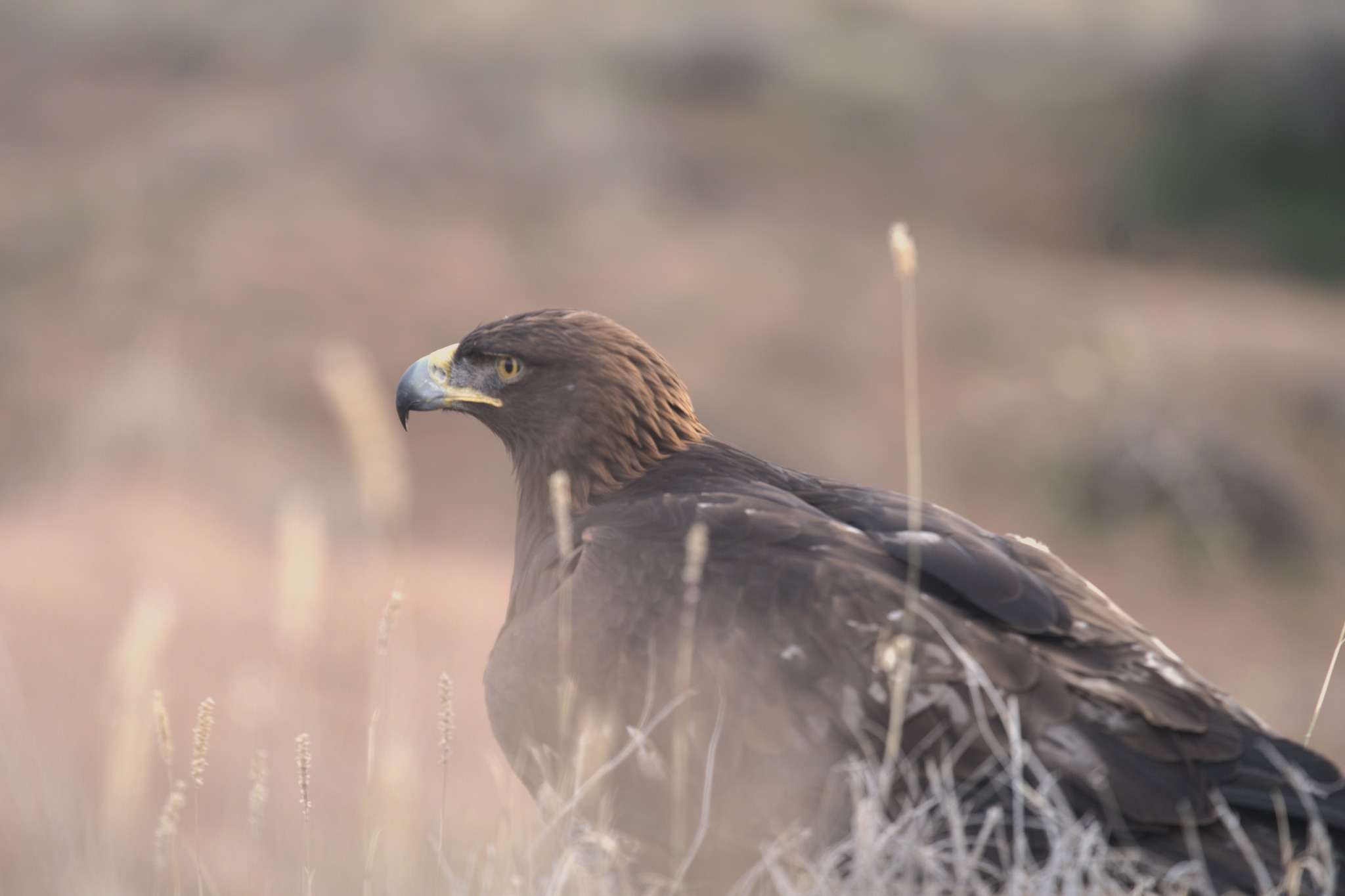 Arizona Raptor Center