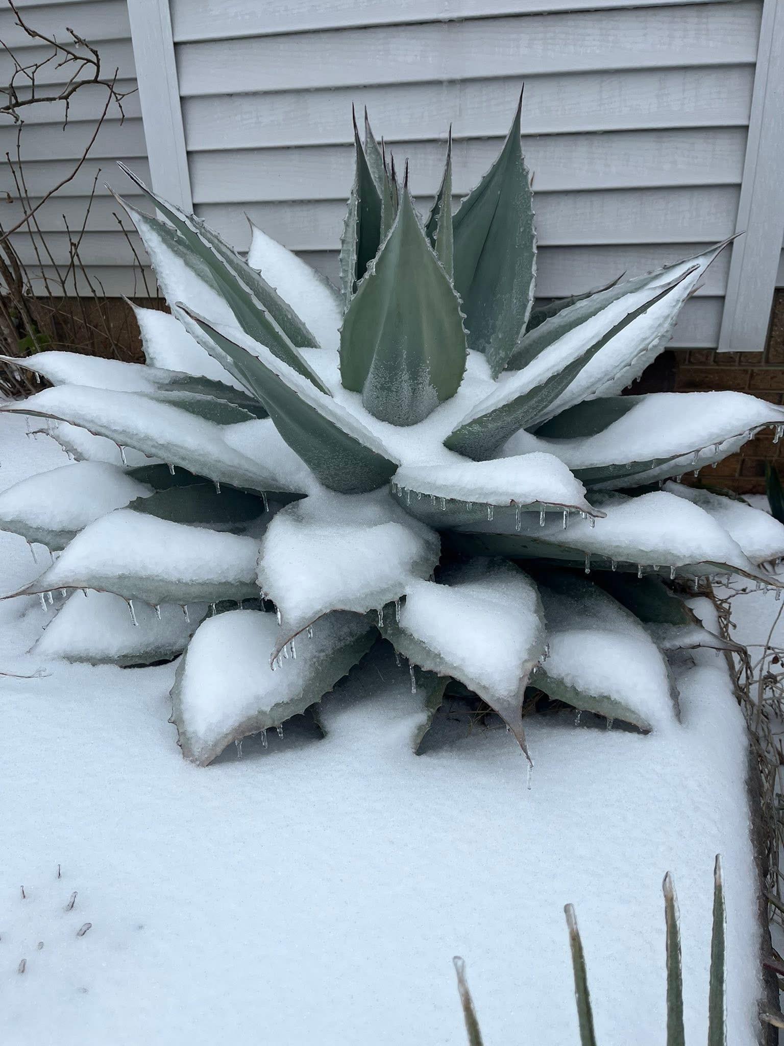 Agave parryi ssp. truncata 