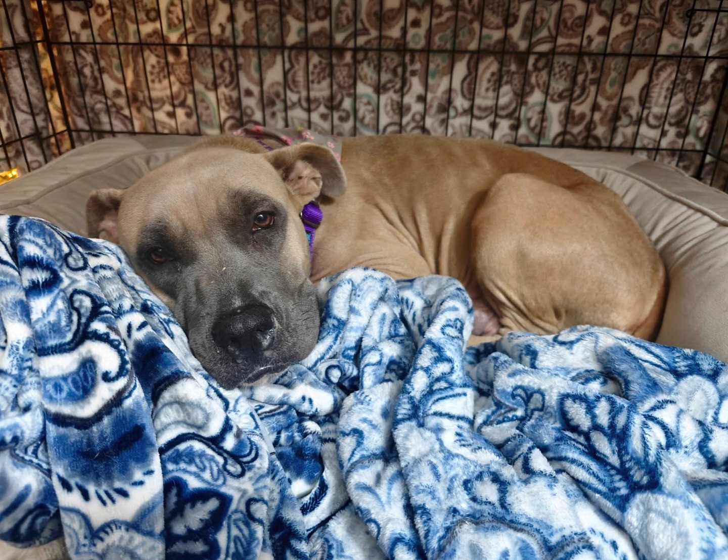 Strong Paws Rescue
