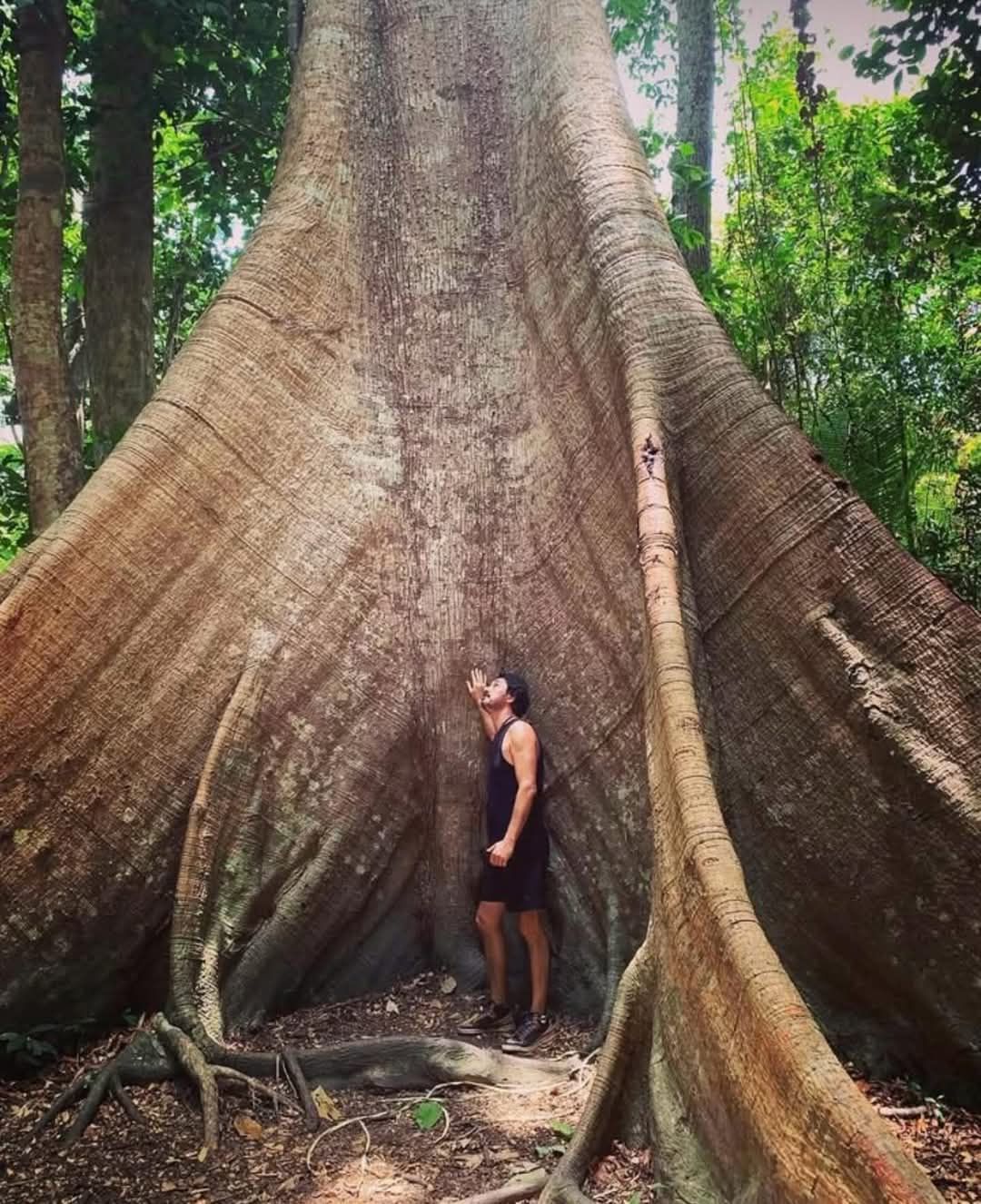 Abhilasha - GIANT Kapok Tree! Ceiba pentandra. Native to the region ...