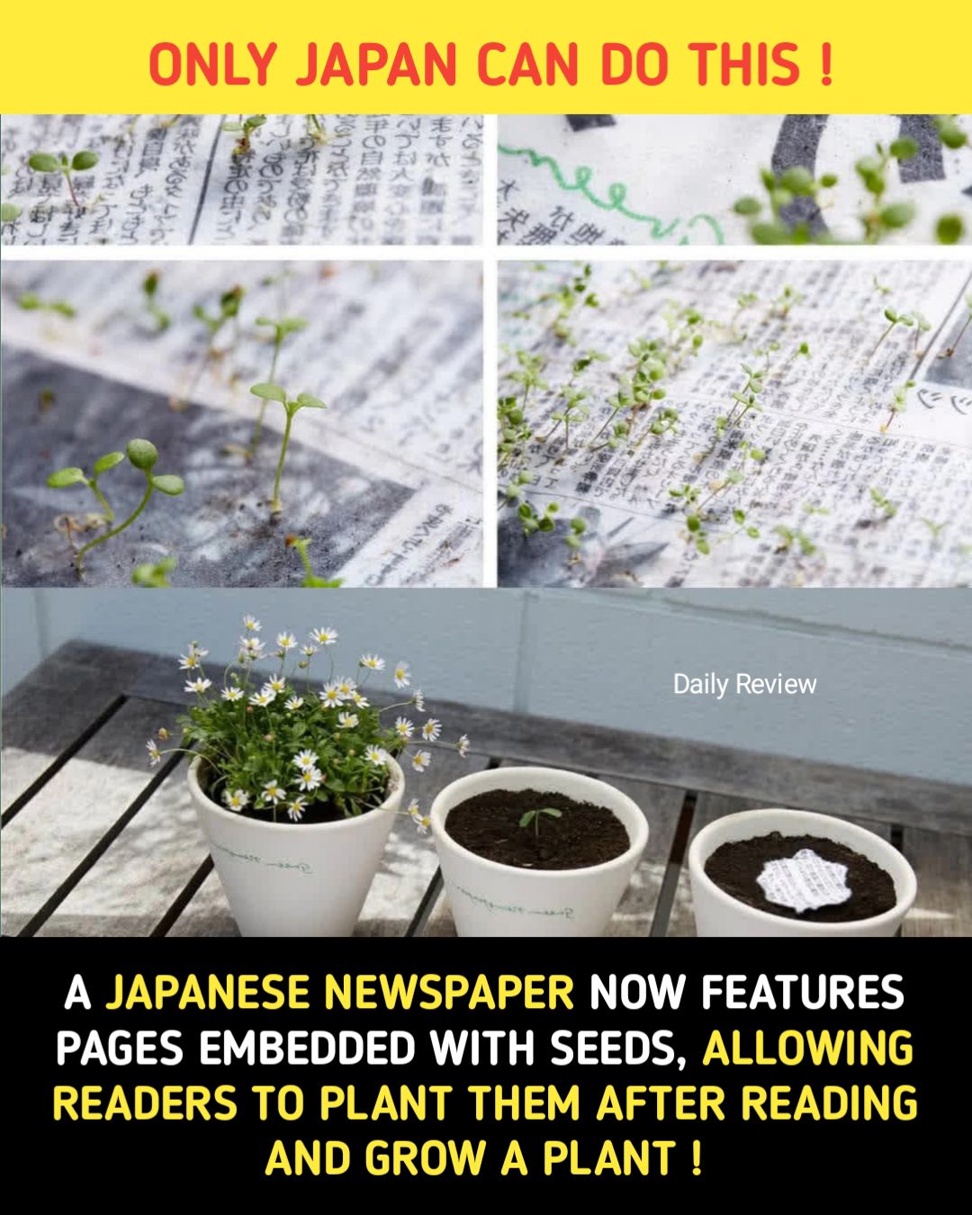 Japan's Green Newspaper with plantable pages