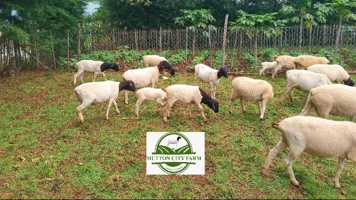 Mutton City Farm | Eldoret