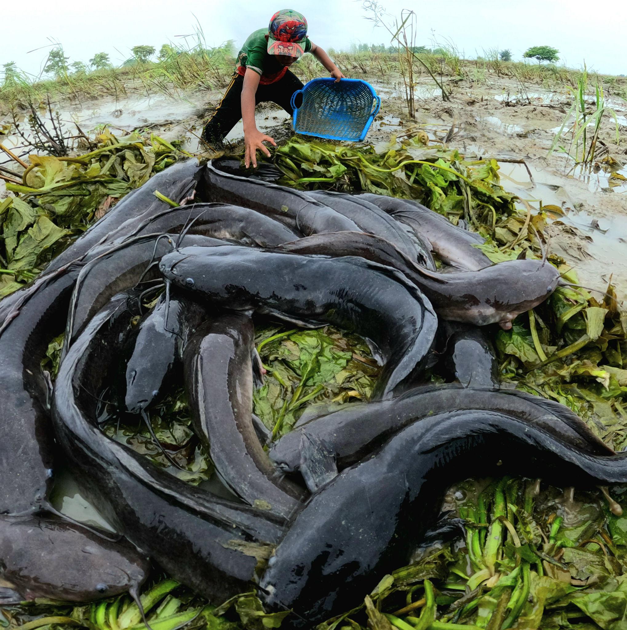 Catch mice in the fields. #fishing | Sushi Monsters | Facebook