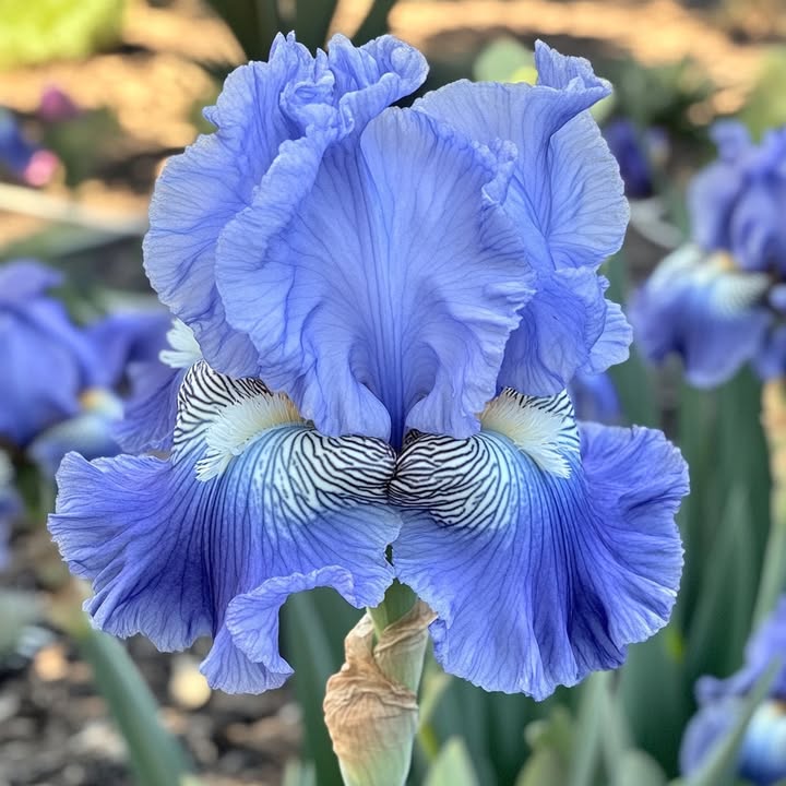Garde - Tall Bearded Iris (Iris 'Blue Me Away') A stunning blue iris ...