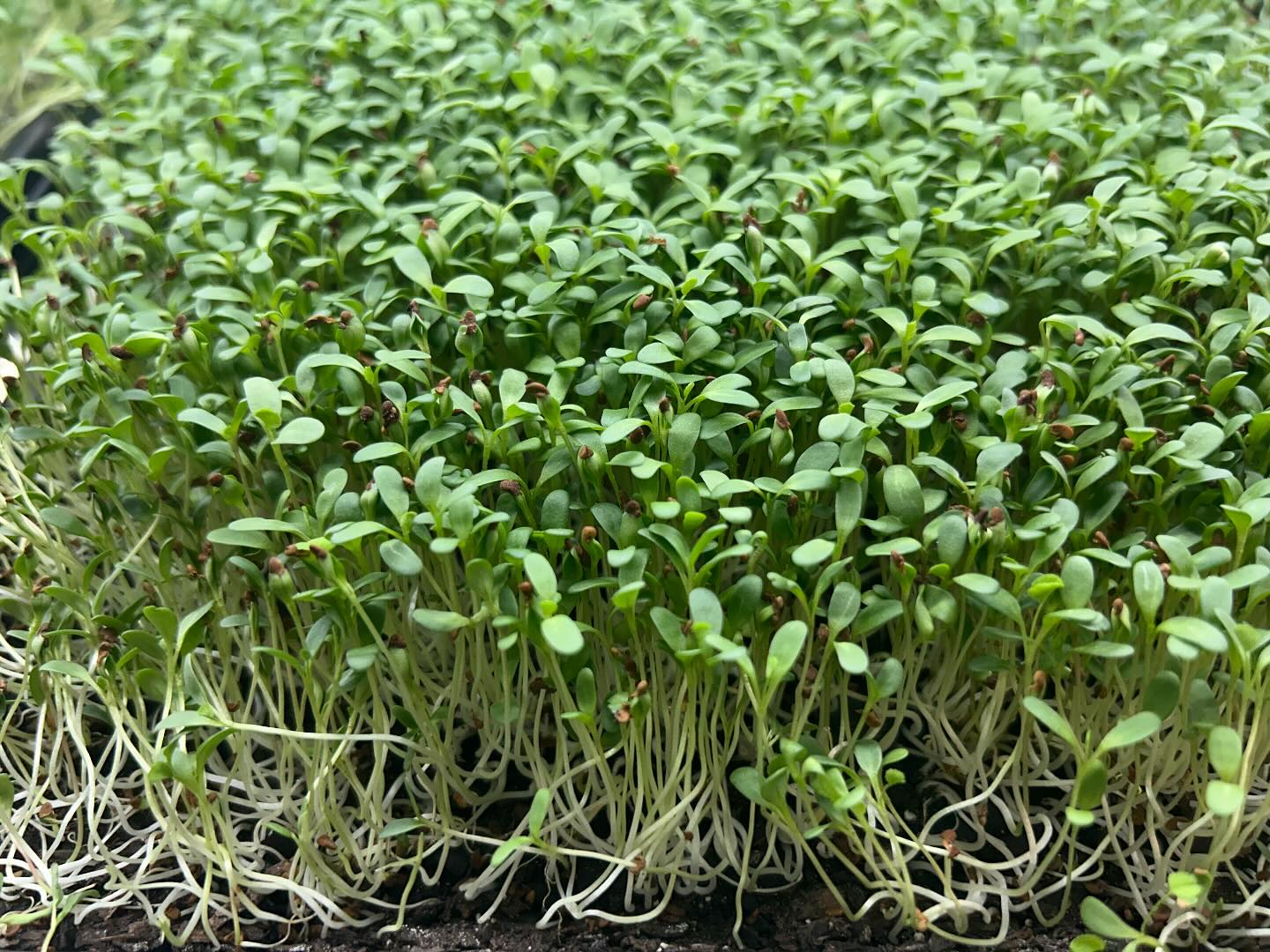Kalipa Microgreens