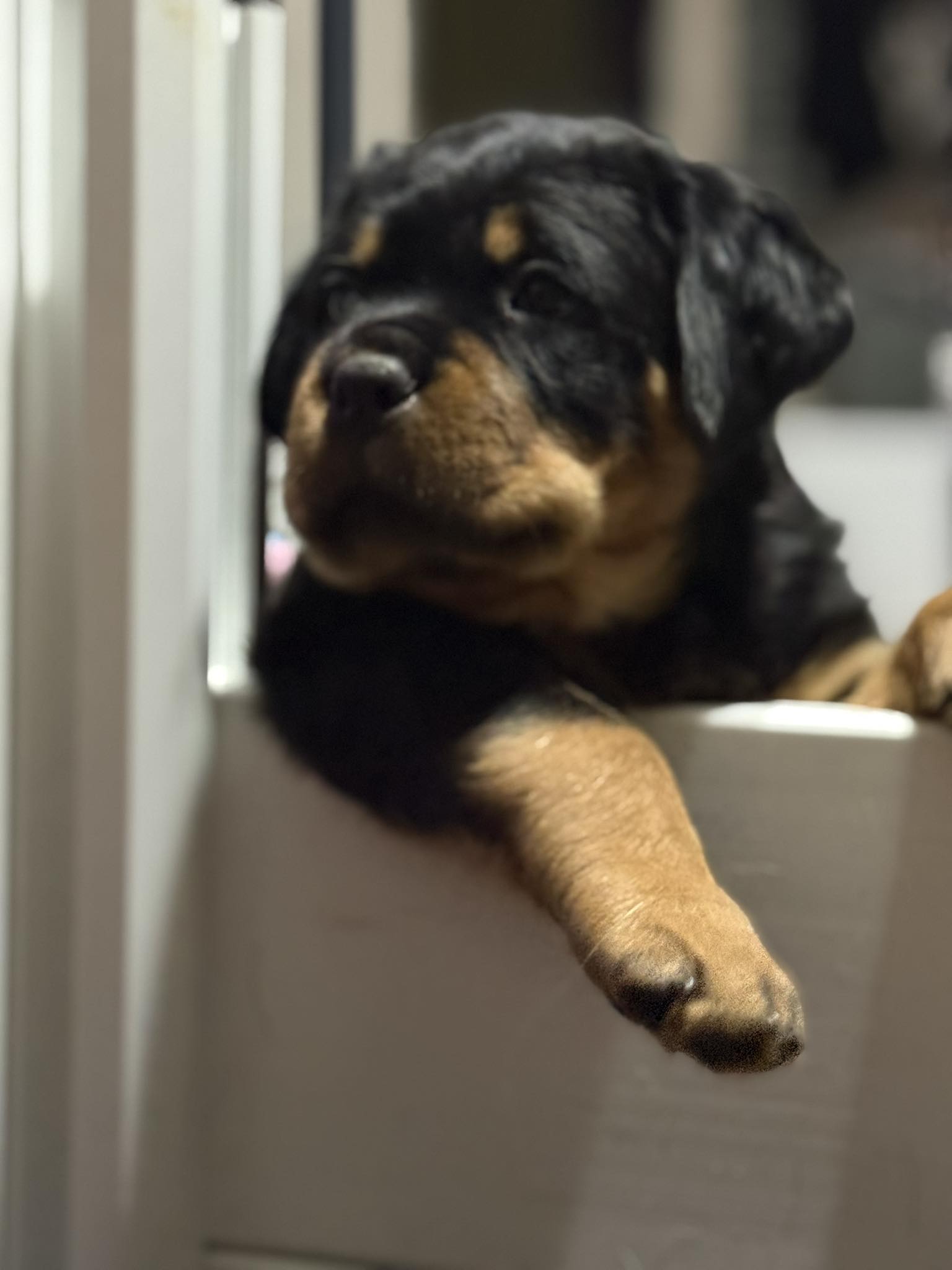 CG Rottweilers | Chardon OH
