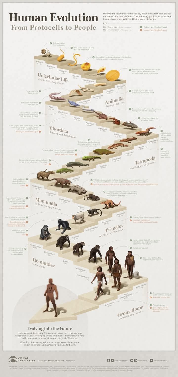 lovecamping - "Visualized: The 4 Billion Year Path of Human Evolution ...