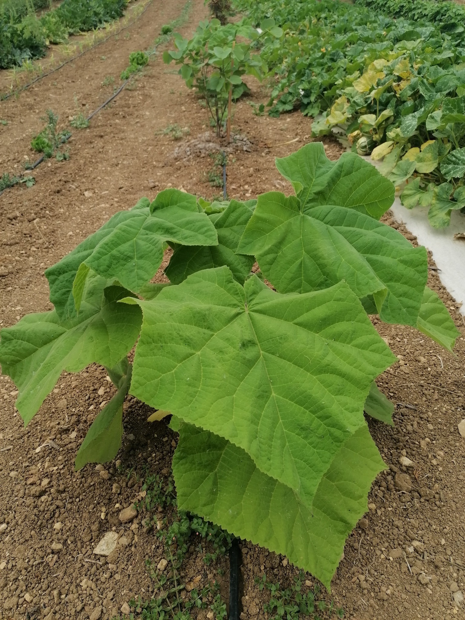 Paulownia Pao Tong Z07 Hybrid 1000 Tree Seeds.: Aazon.es
