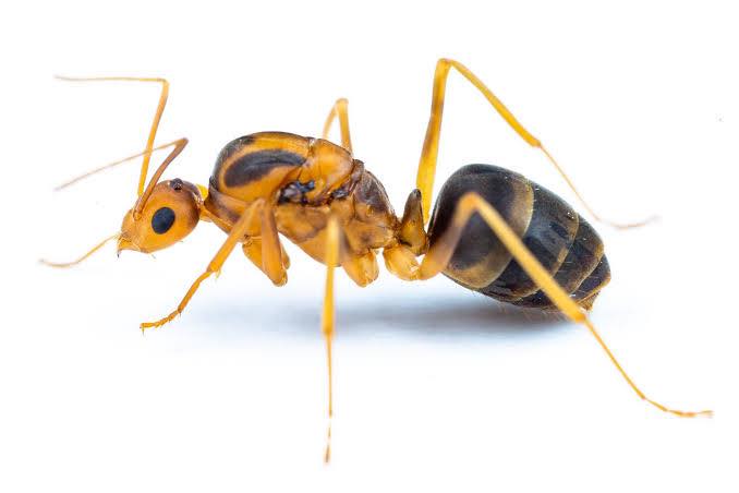 Philippine Entomological Society | Facebook