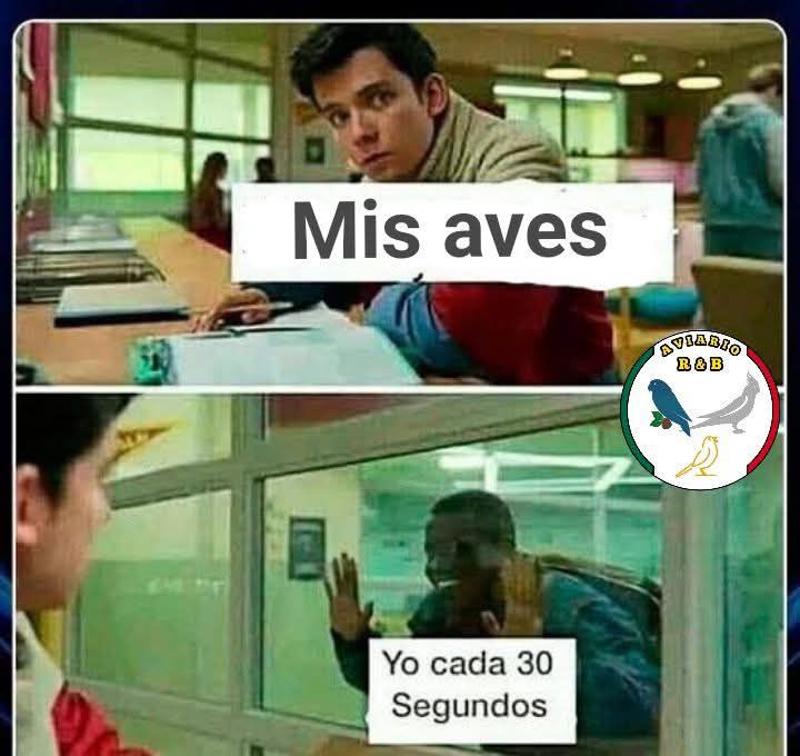 Aviario - Lo mejor 😊 | Facebook