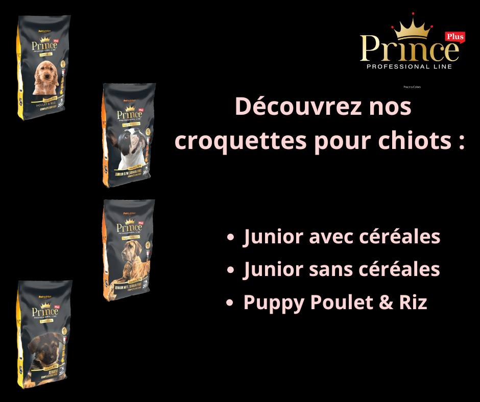 👑🐾Découvrez nos... - Prince Plus - Breeders Line - France | Facebook
