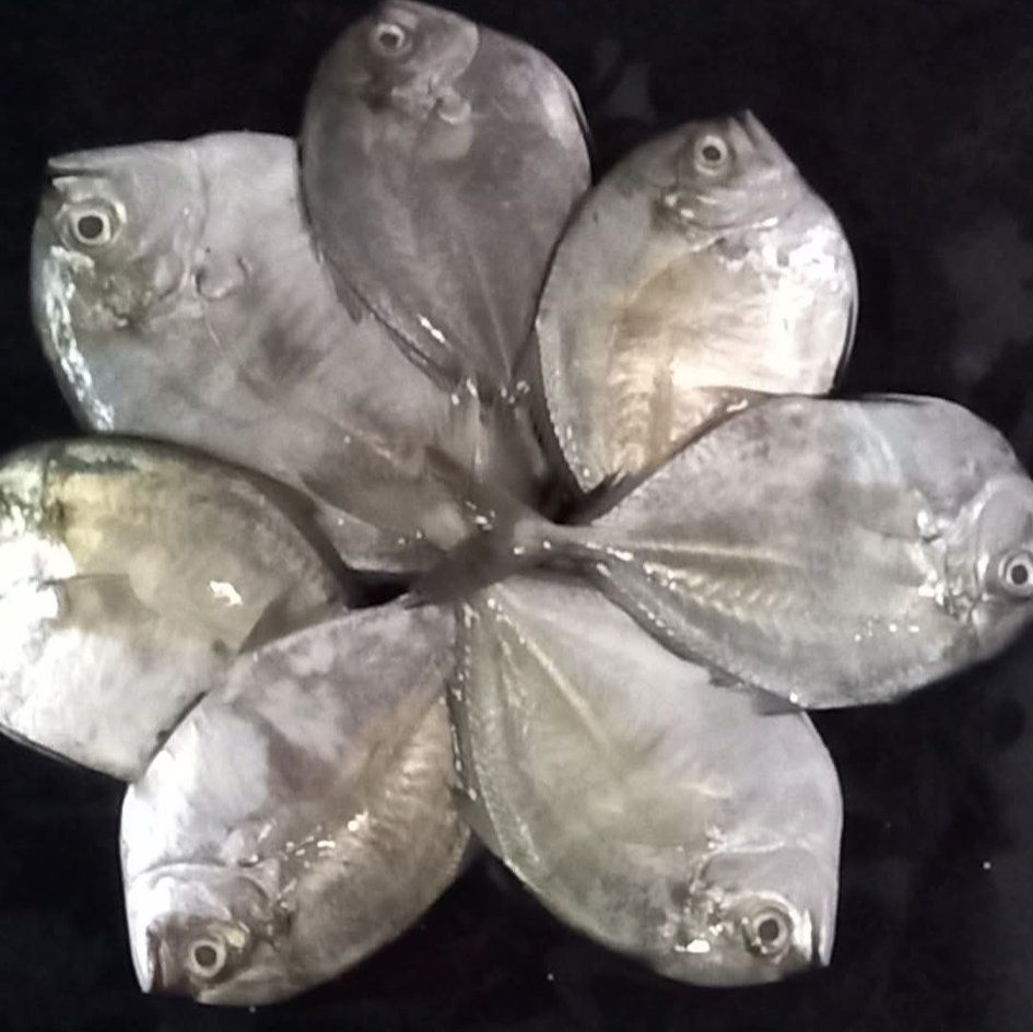 Our - Guess which fish is this 🤔 | Facebook