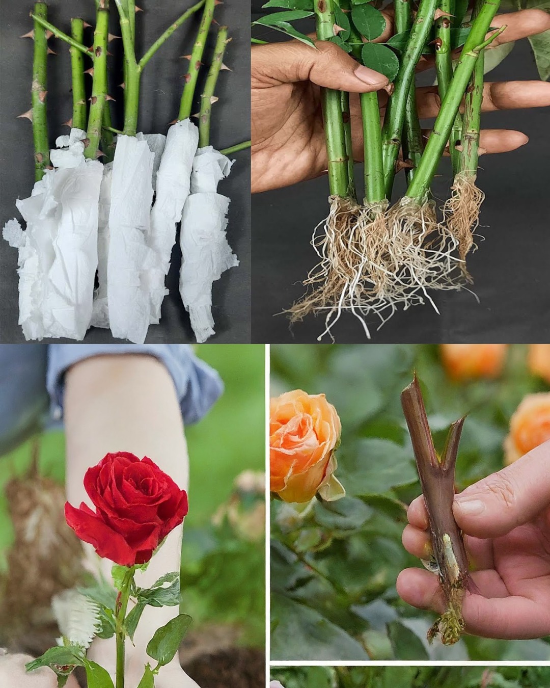 Planting - 