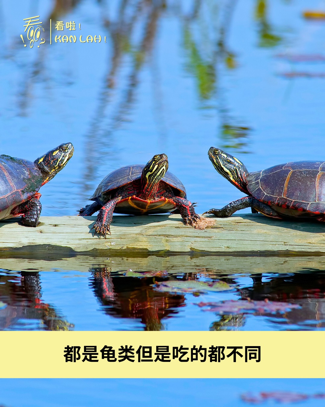 看啦！Kanlah - 🐢一种米养百种人，但是乌龟却不能！？ 乌龟：大家都是龟，为什么我们吃的都不一样~... | Facebook