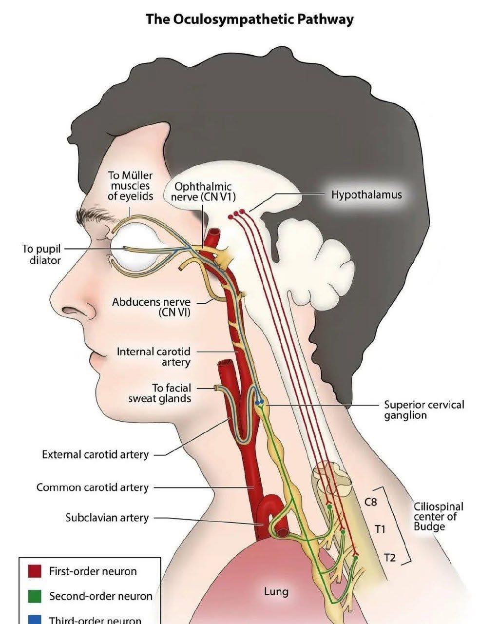 Medical - The oculosympathetic pathway is a three-neuron chain that ...