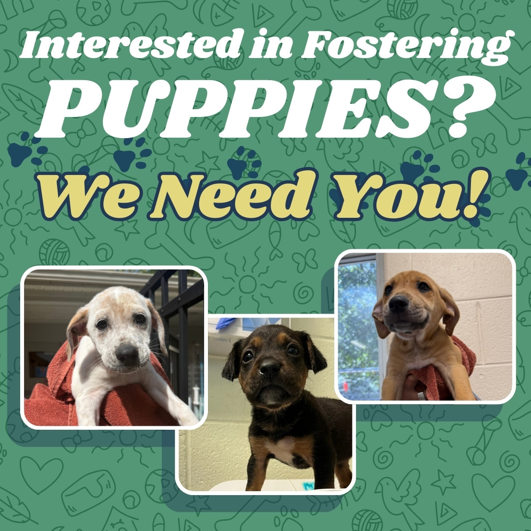 🐶 Puppies need YOU!... - Charlottesville-Albemarle SPCA | Facebook