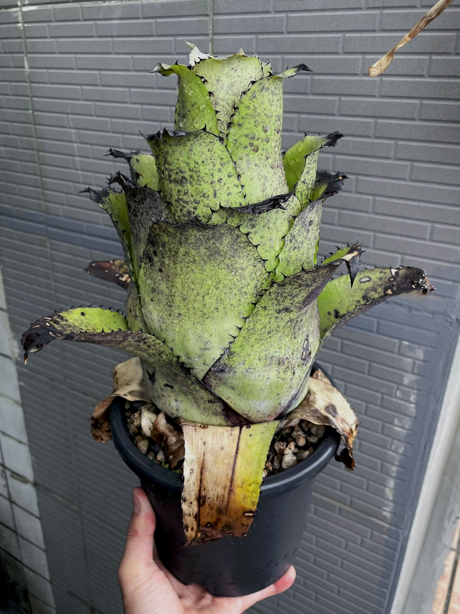 Hohenbergia leopoldo-horstii Special spine