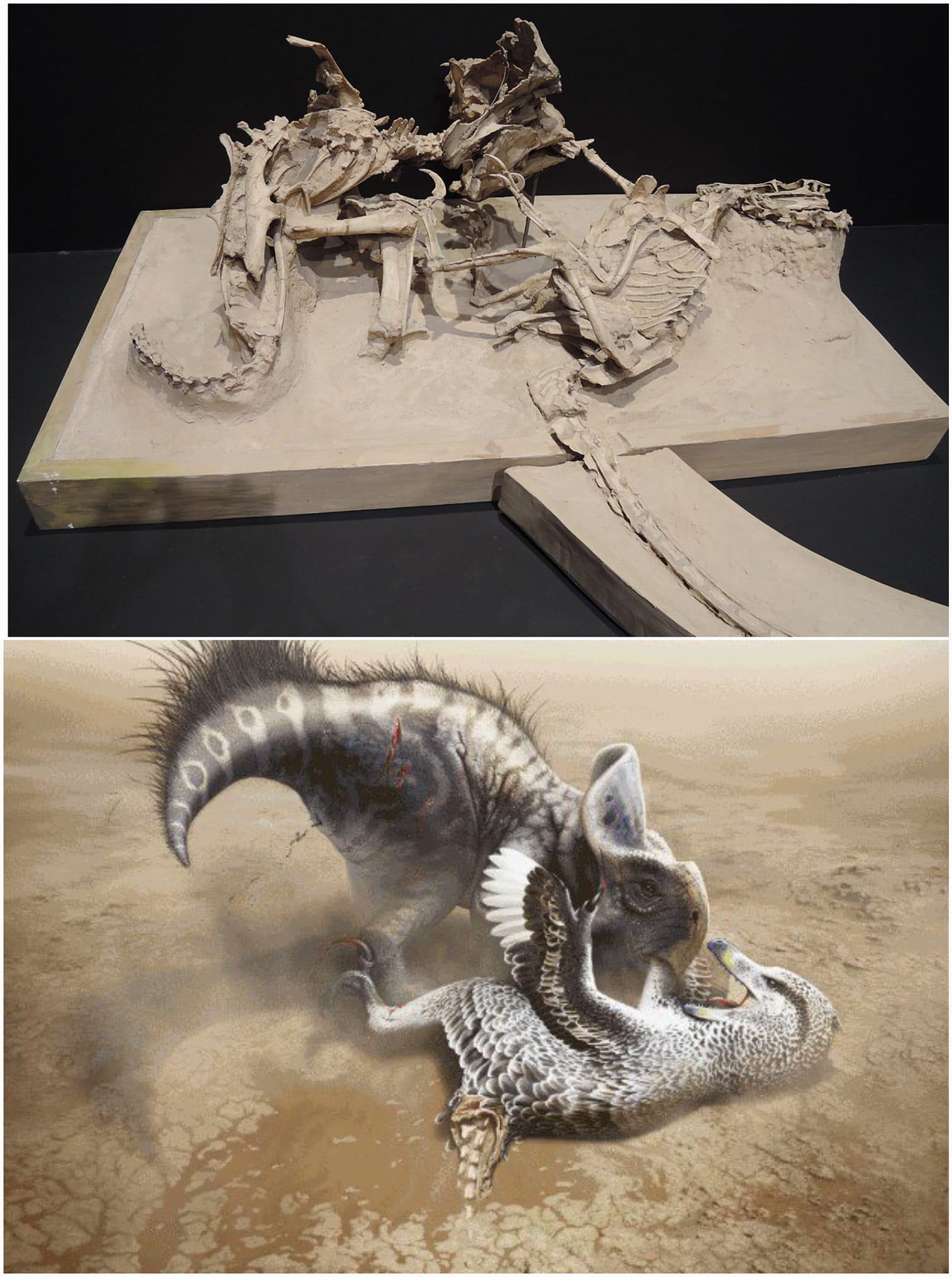 Fighting Dinosaurs Fossil Discovery in Gobi Desert