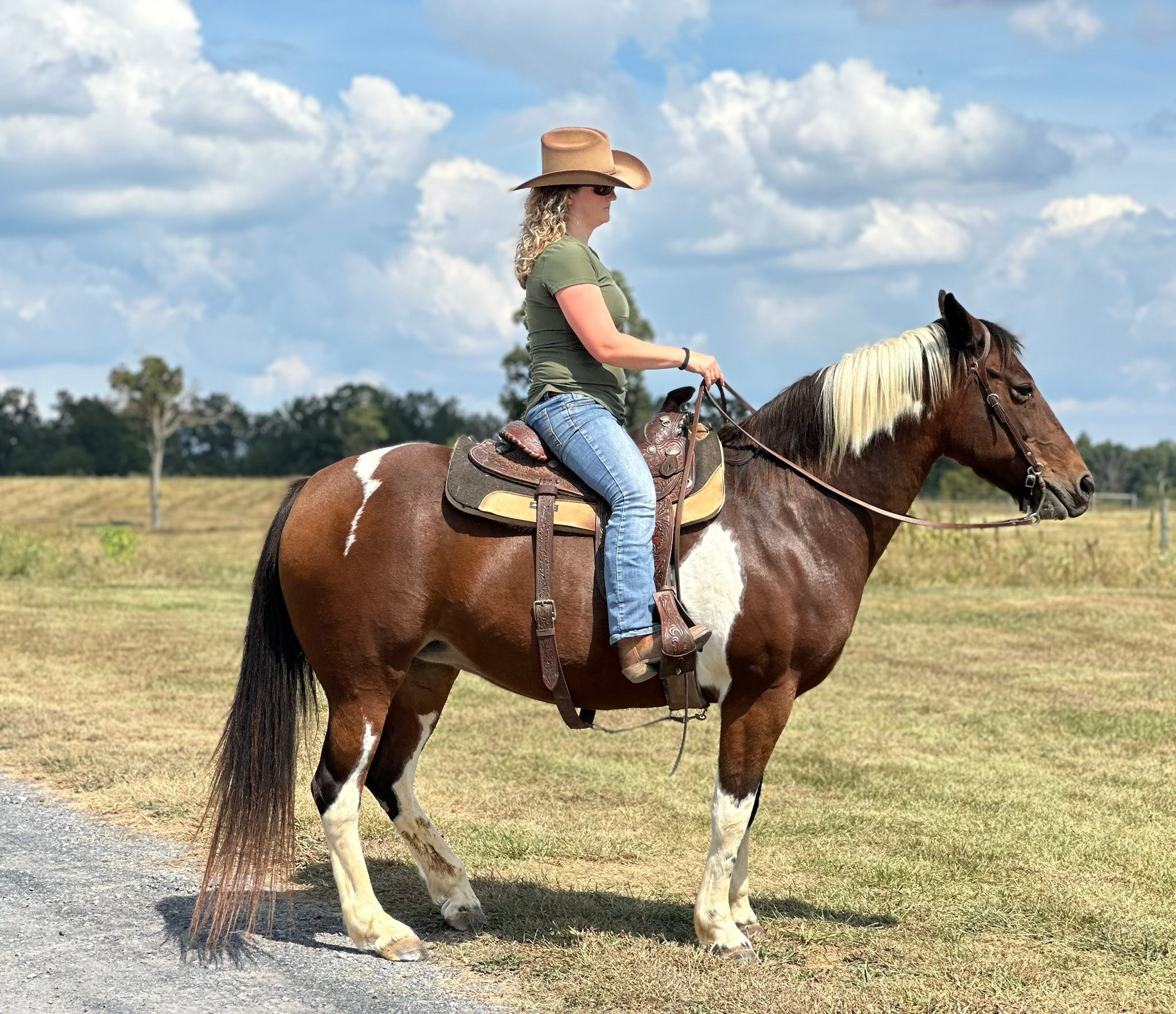 Bees Sporthorses LLC added a new photo. - Bees Sporthorses LLC