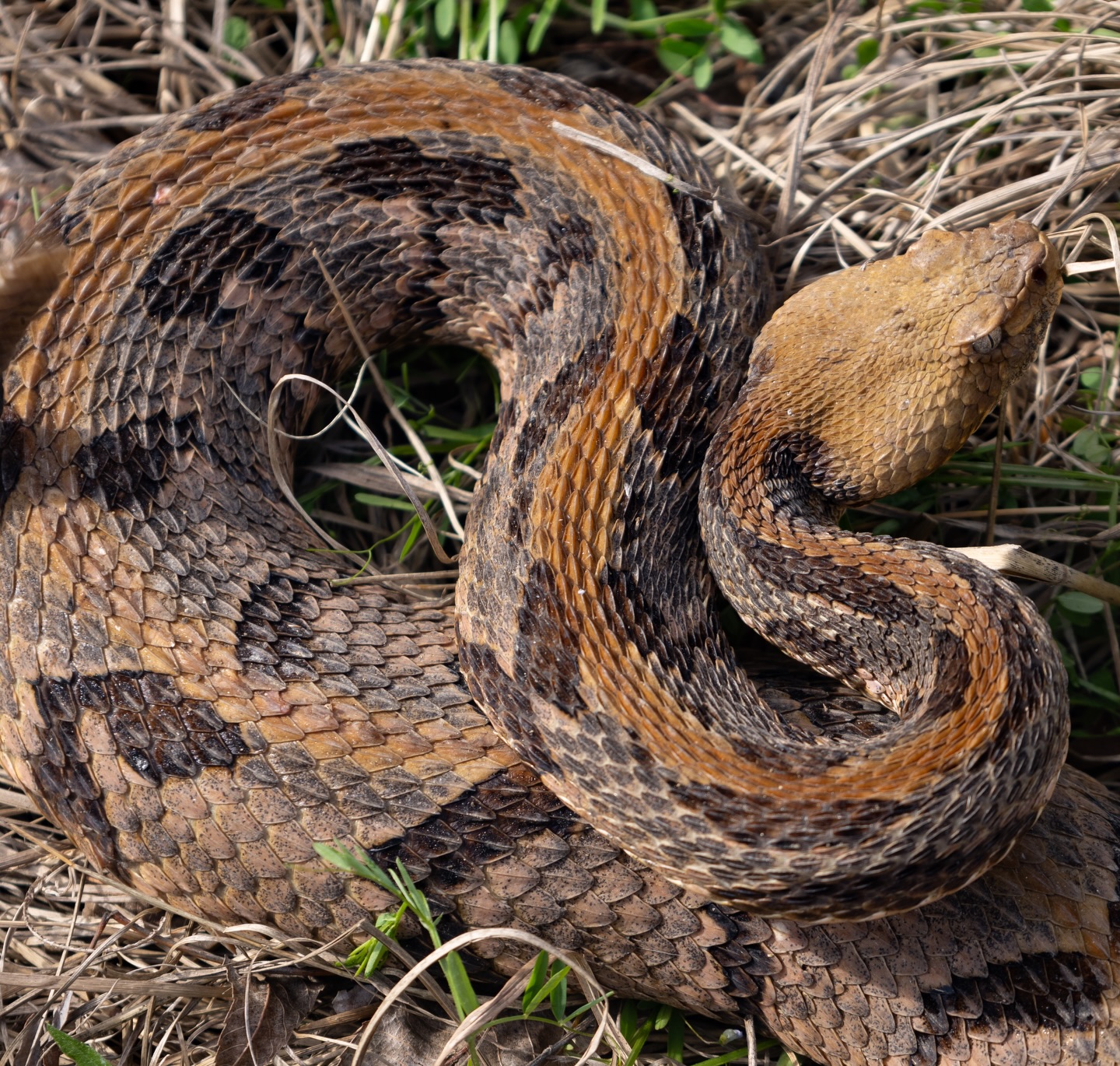This snake was special. The largest of the 5 Timber Rattlesnakes