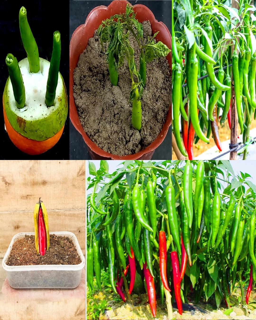 Planting - The Ultimate Guide to Growing Chillies: Best Spots, Perfect ...