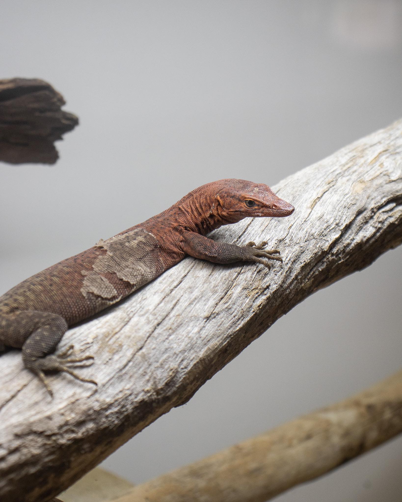 Reptifauna - Our male Southern Pilbara Rock Monitor (V. hamersleyensis ...