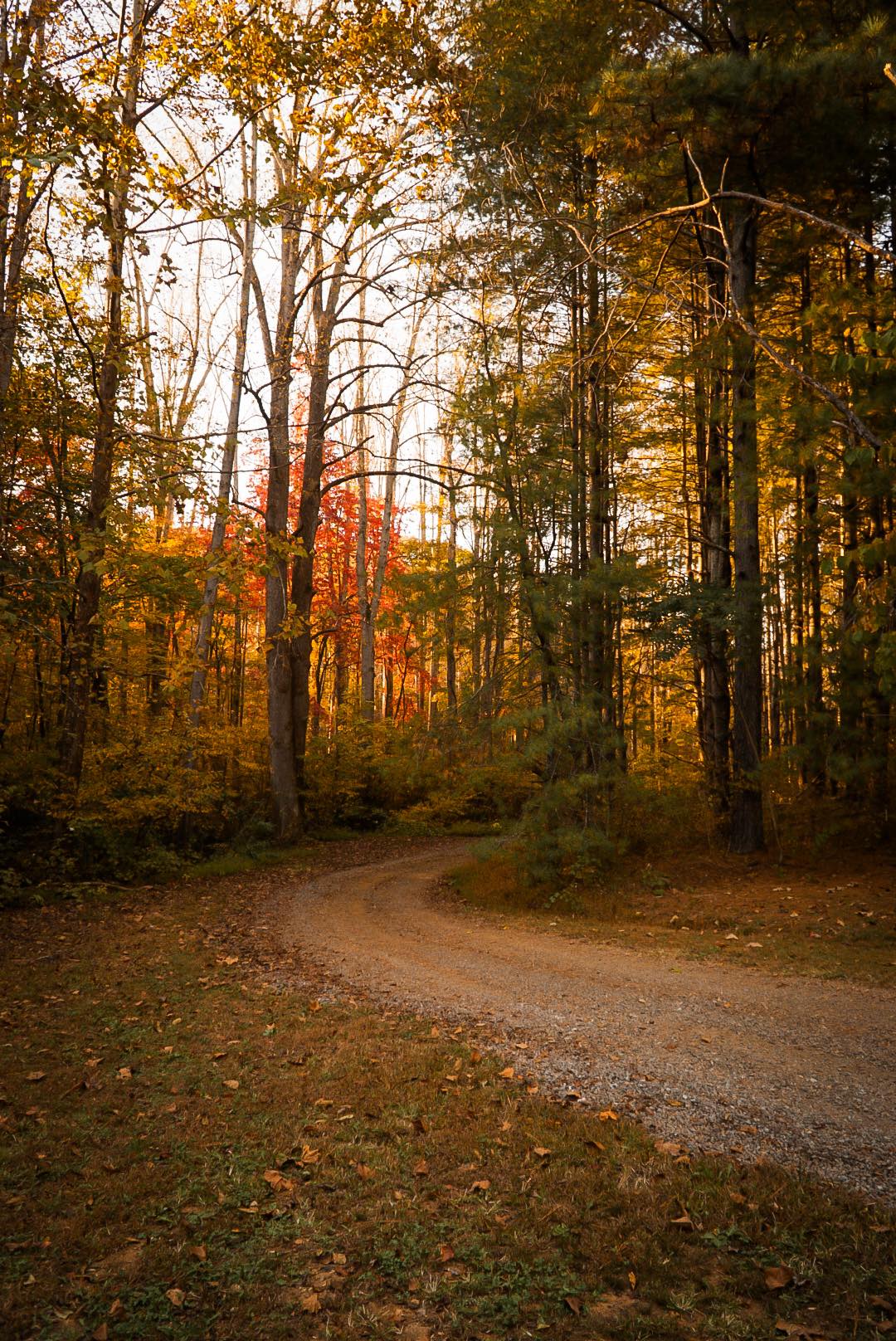 Ramble On Pines