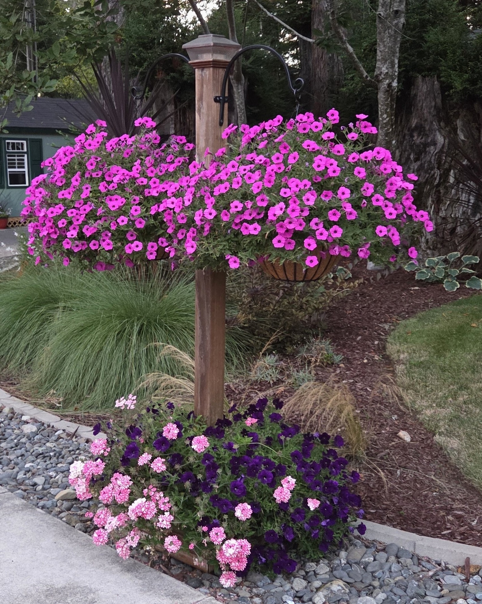 Supertunia Vista Jazzberry for hanging baskets and landscapes