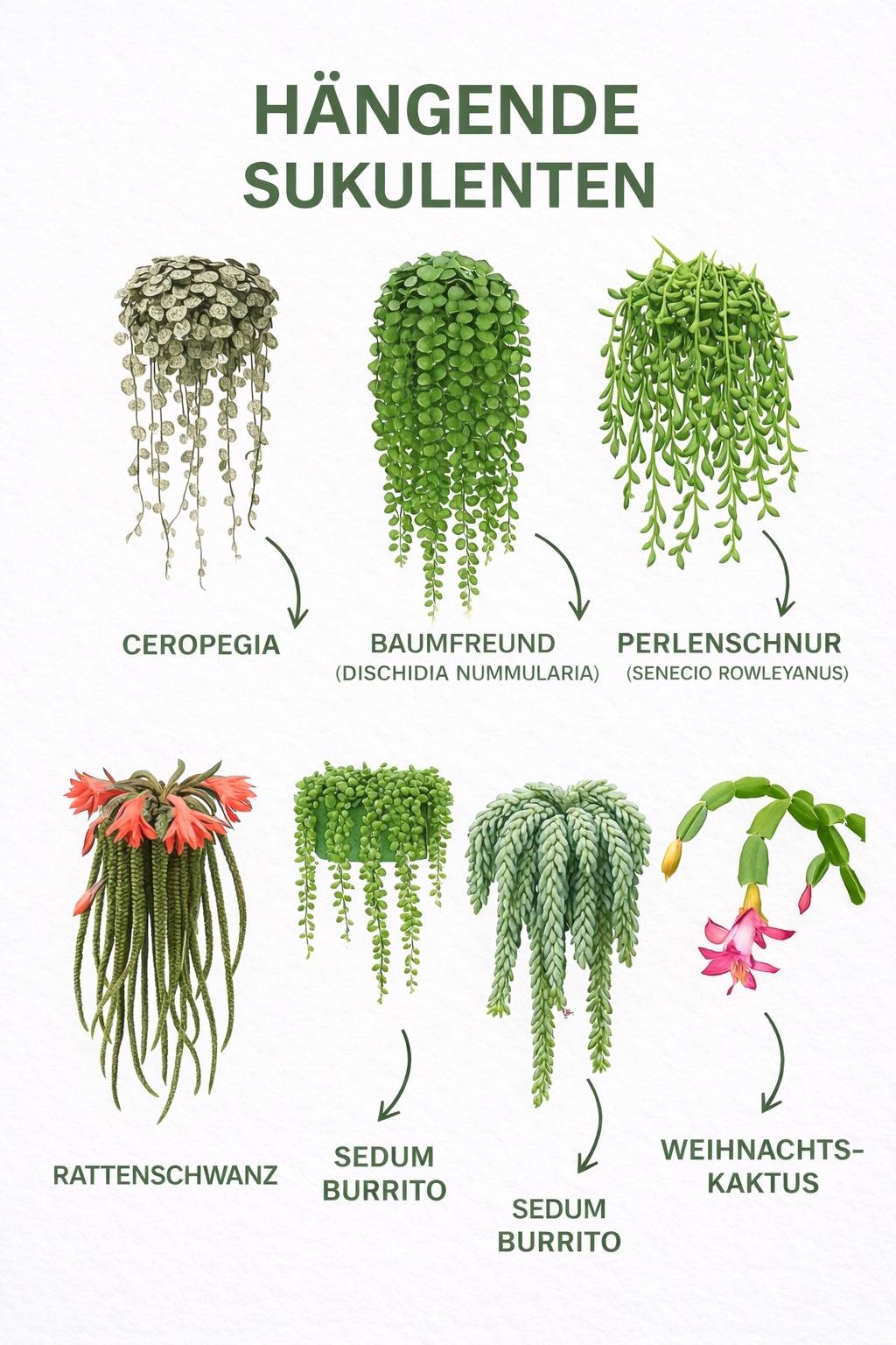 🌵🌿 Hängende Sukkulenten für moderne Wohnräume 🌿🌵 1️⃣ Ceropegia Feine, herabhängende Triebe mit dekorativen Blättern. Bevorzugt helles, indirektes Licht und sparsame Wassergaben. 2️⃣ Baumfreund (Dischidia nummularia) Wächst kompakt und elegant