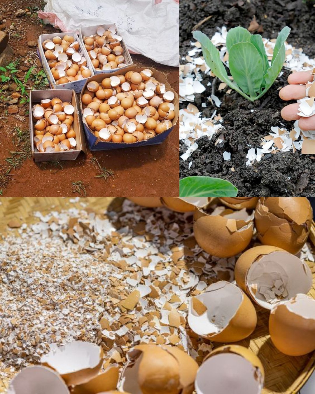 Planting - 10 Ingenious Ways to Utilize Eggshells in Your Garden 1 ...
