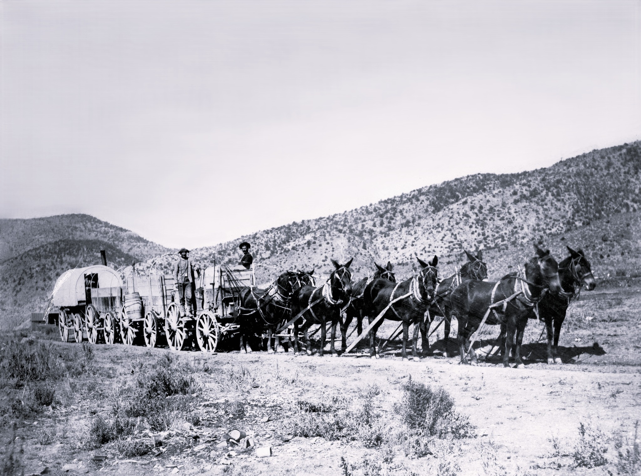 Rick Edney is training mules to pull several wagons to recreate