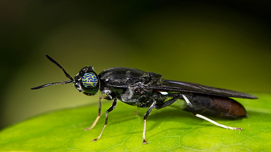 Insect Vietnam | Ho Chi Minh City
