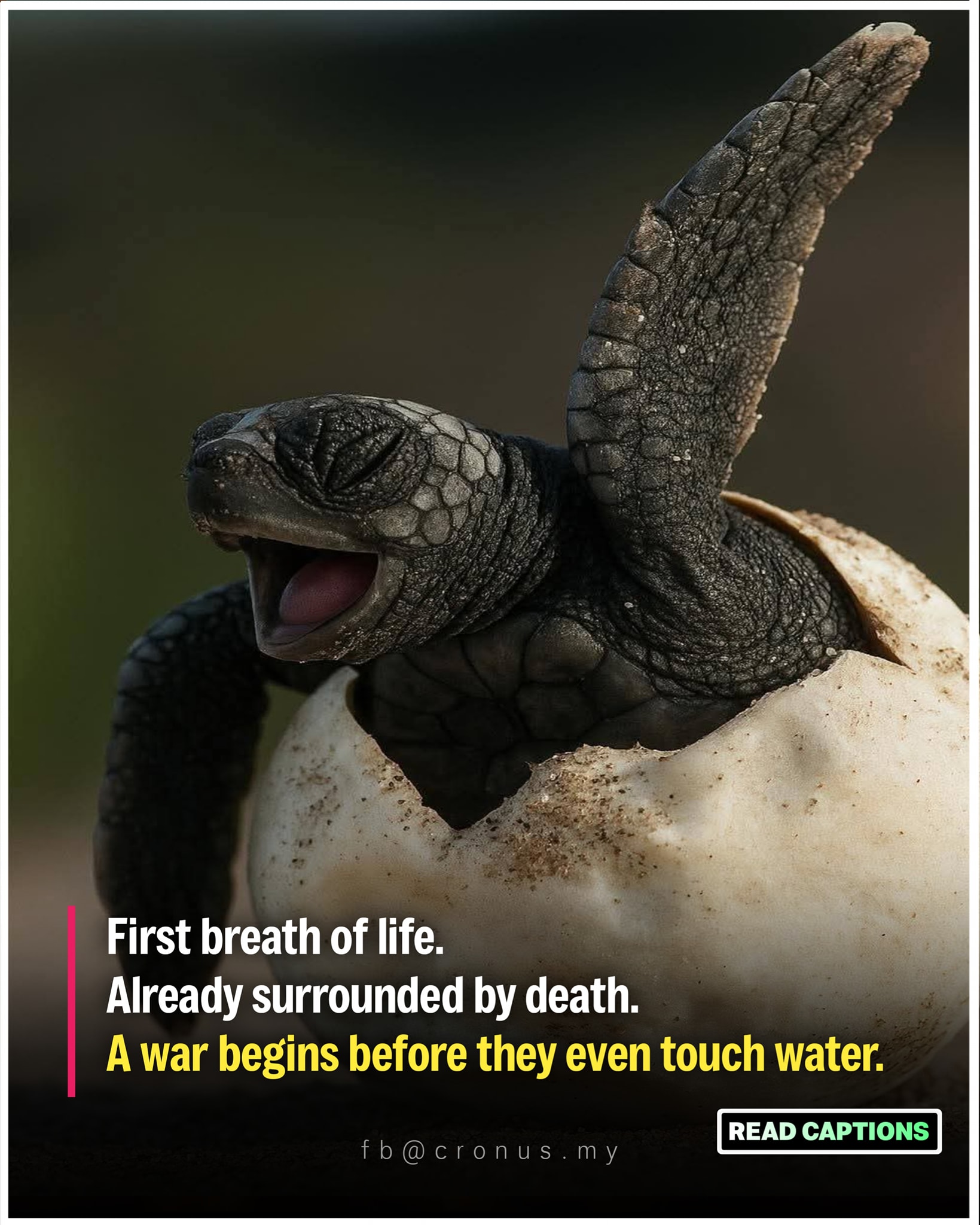 Cronus - 🐢 The First Journey Is a War. The hatchling... | Facebook