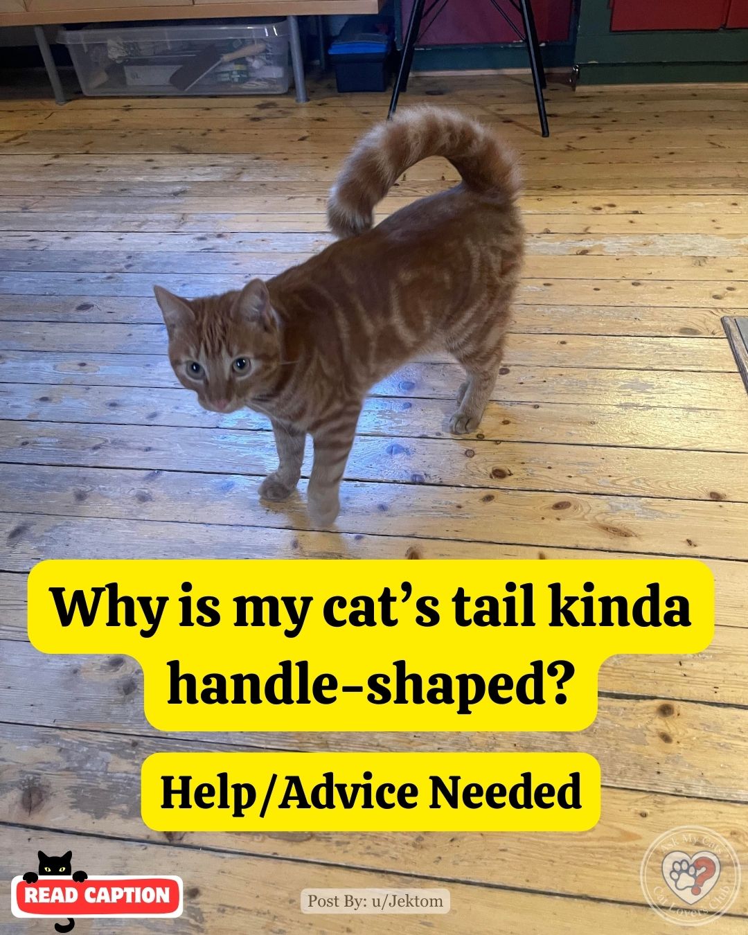 It looked like a normal tail when we got him as a kitten, but it