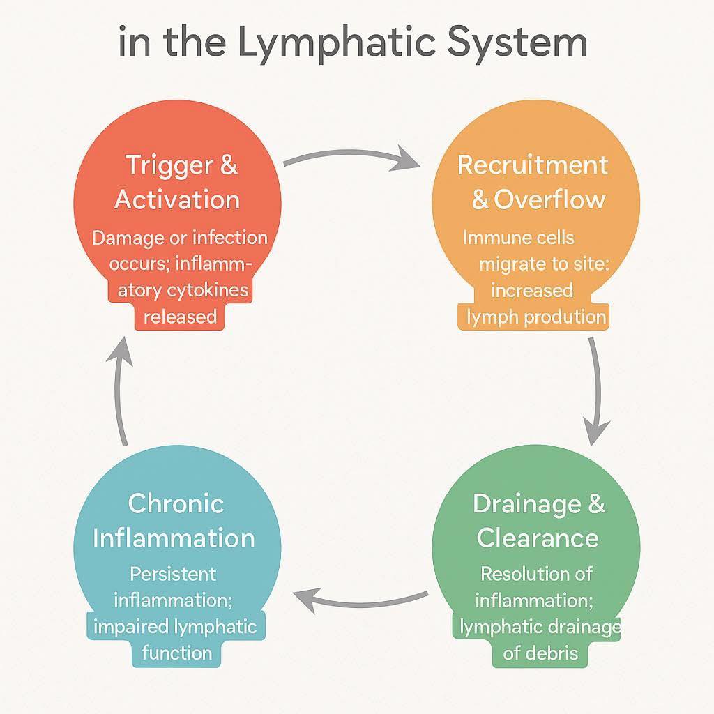 Lymphatica - 🔥 Stages of Inflammation in Your Lymphatic System From ...